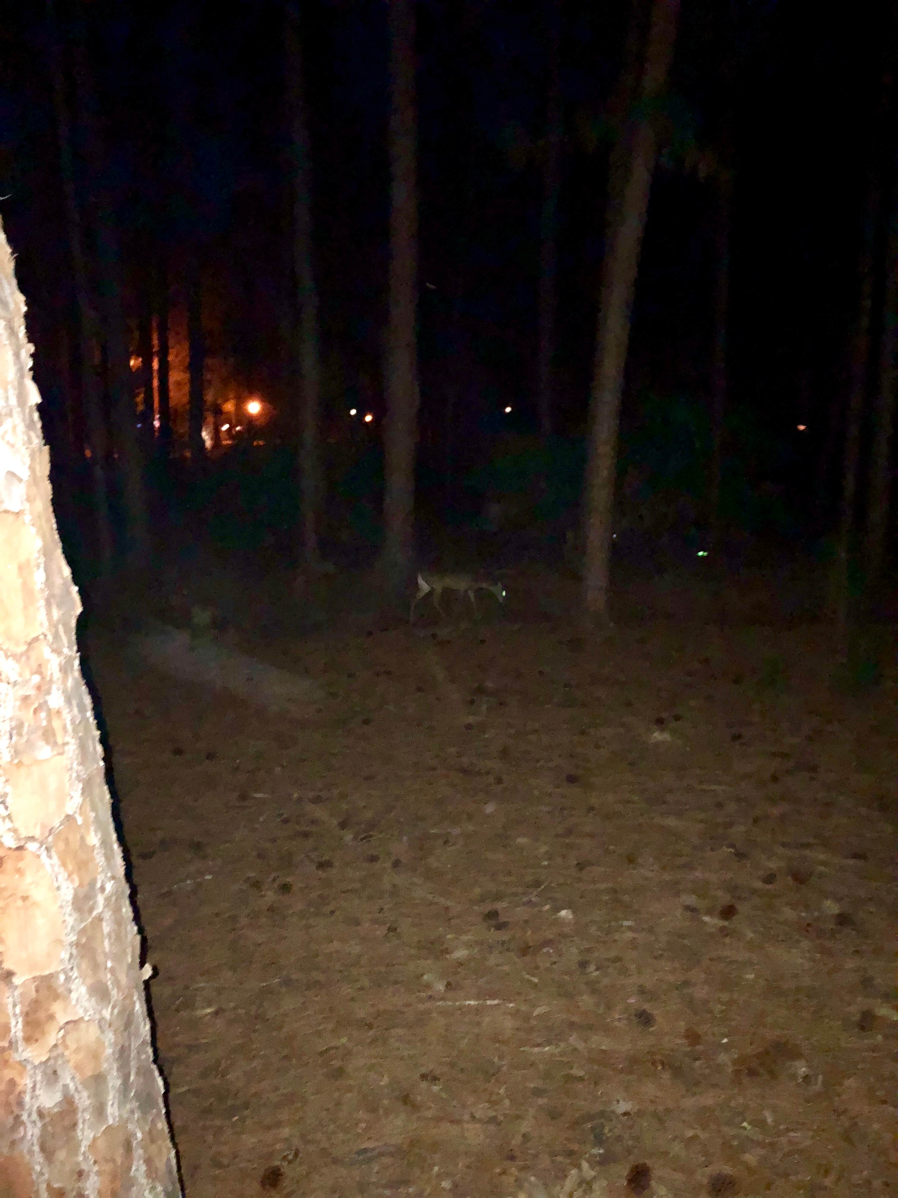 Camper-submitted photo at Disney’s Fort Wilderness Resort &amp; Campground in Florida