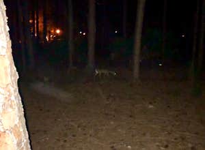 Disney’s Fort Wilderness Resort & Campground