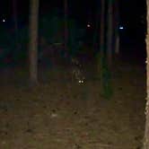 Review photo of Disney’s Fort Wilderness Resort & Campground by Doug E., December 18, 2020