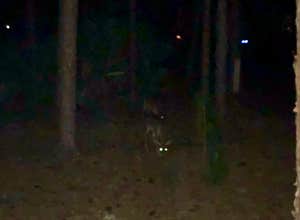 Disney’s Fort Wilderness Resort & Campground