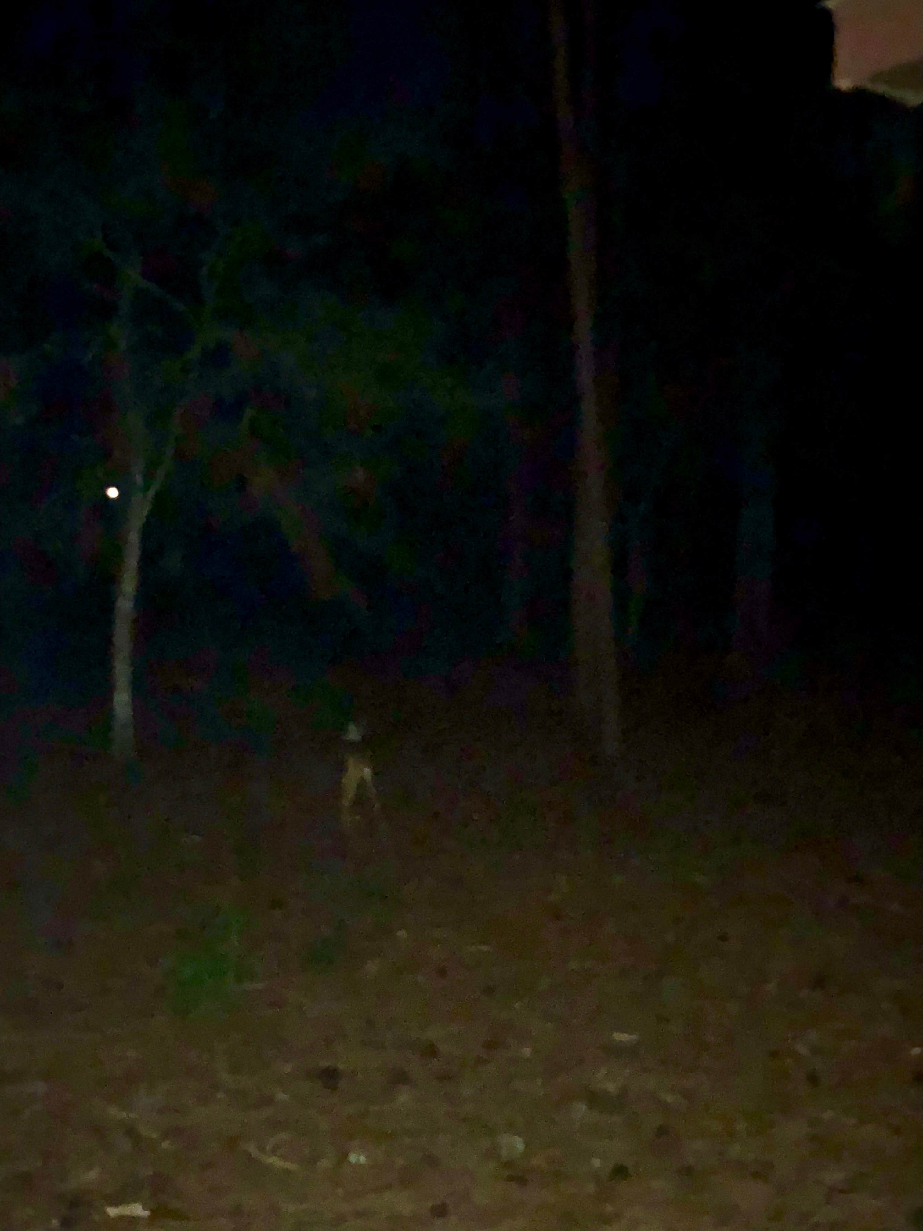 Camper-submitted photo at Disney’s Fort Wilderness Resort &amp; Campground in Florida