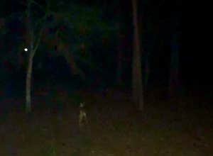 Disney’s Fort Wilderness Resort & Campground