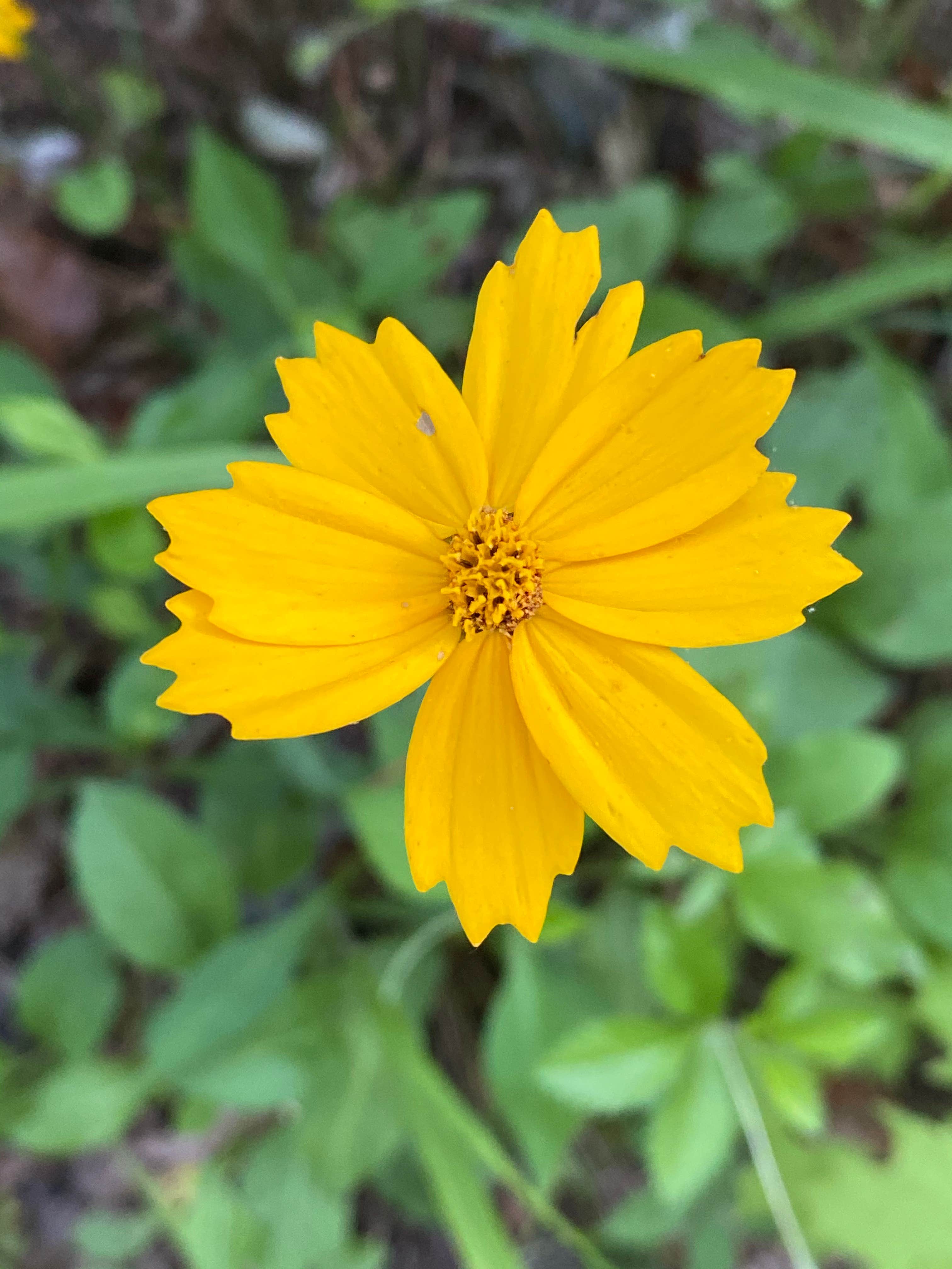Camper-submitted photo at Chinnabee Silent Trail Backcountry Site 7 near Columbiana, AL