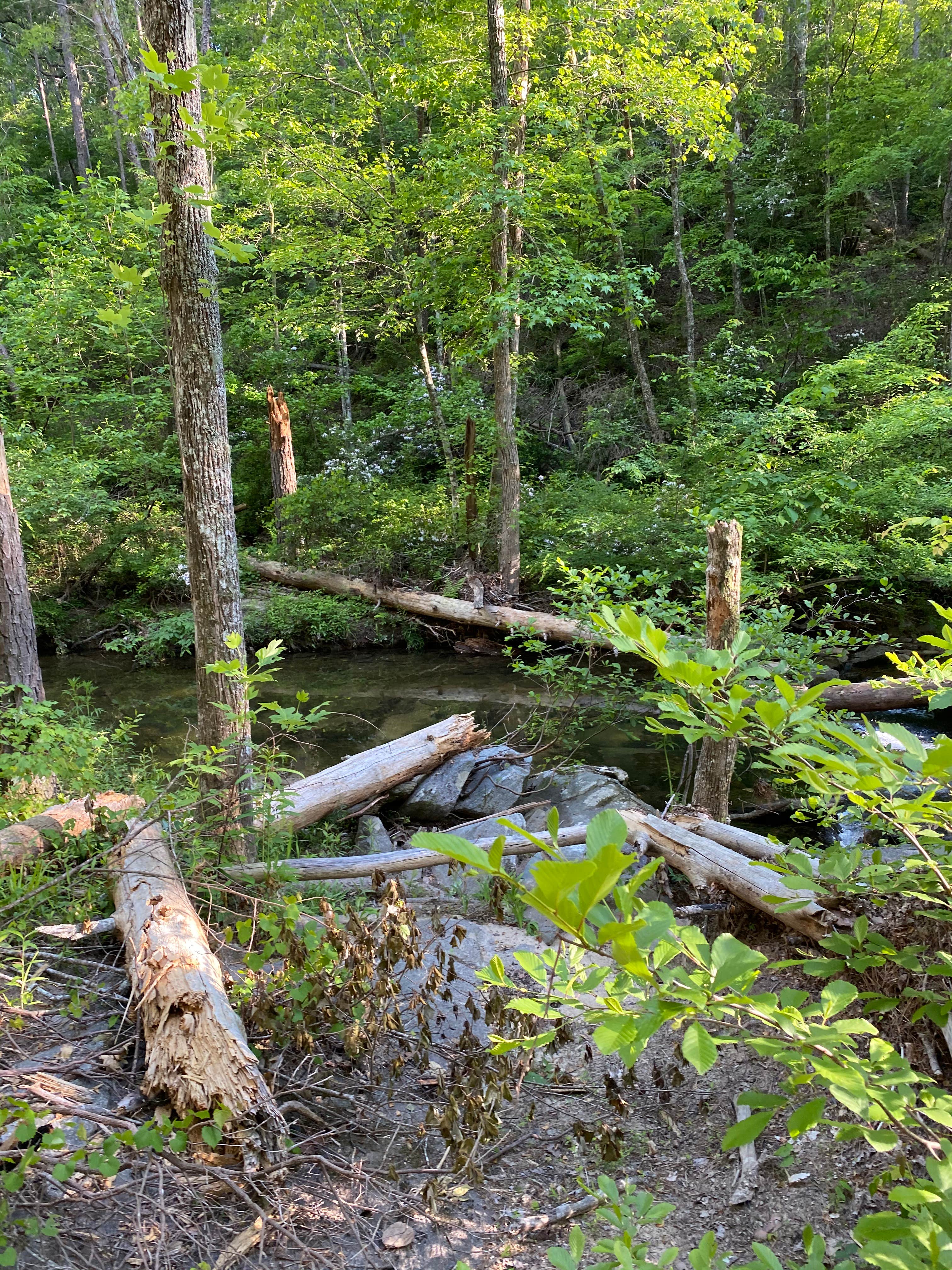 Camper submitted image from Chinnabee Silent Trail Backcountry Site 7 - 3