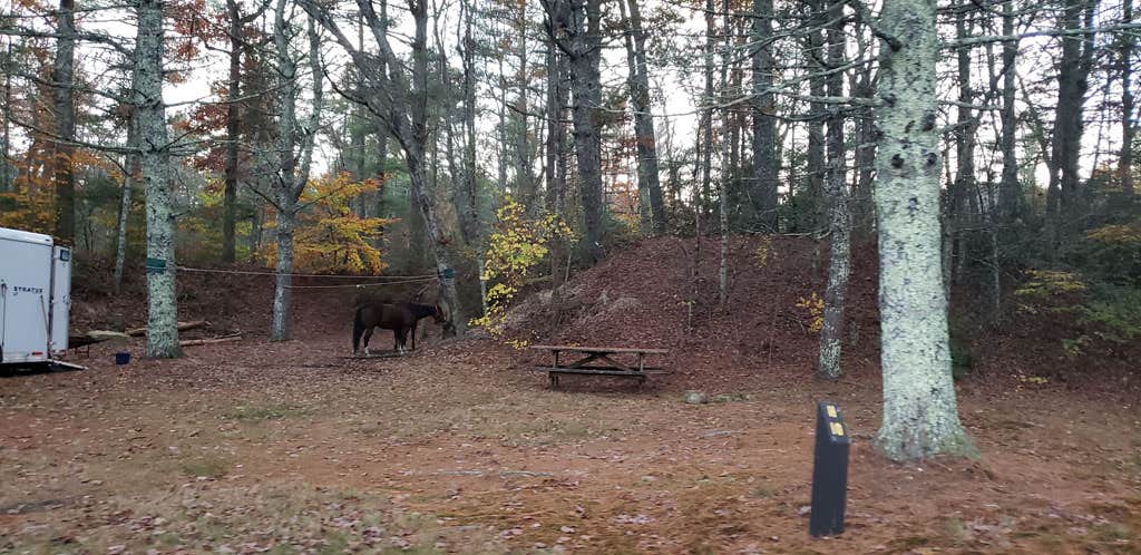 Jean C.'s photo of camping with a horse at Frog Hollow Horse Camp at Pachaug State Forest near Haddam, CT
