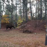 Review photo of Frog Hollow Horse Camp at Pachaug State Forest by Jean C., December 18, 2020