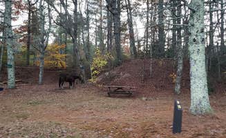 Jean C.'s photo of camping with a horse at Frog Hollow Horse Camp at Pachaug State Forest near Colchester, CT