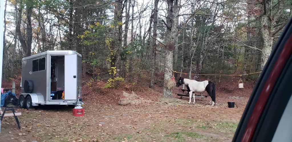 Camper-submitted photo at Frog Hollow Horse Camp at Pachaug State Forest near Haddam, CT
