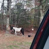 Review photo of Frog Hollow Horse Camp at Pachaug State Forest by Jean C., December 18, 2020