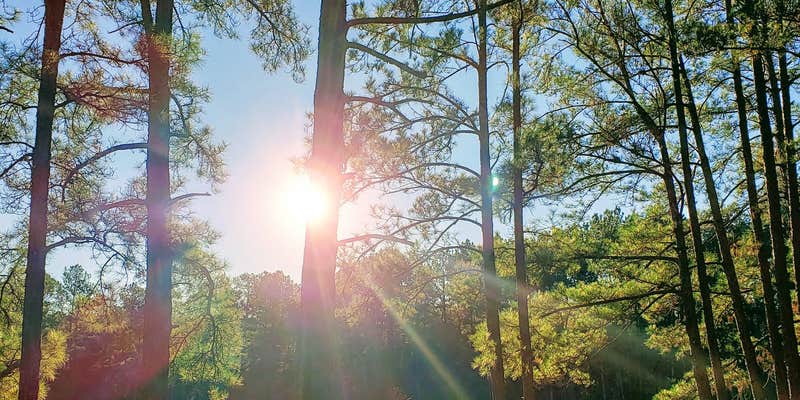 Camper submitted image from Lake Niederhoffer Campsite