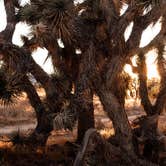 Review photo of Joshua Tree Ranch Los Angeles by Chad M., December 18, 2020