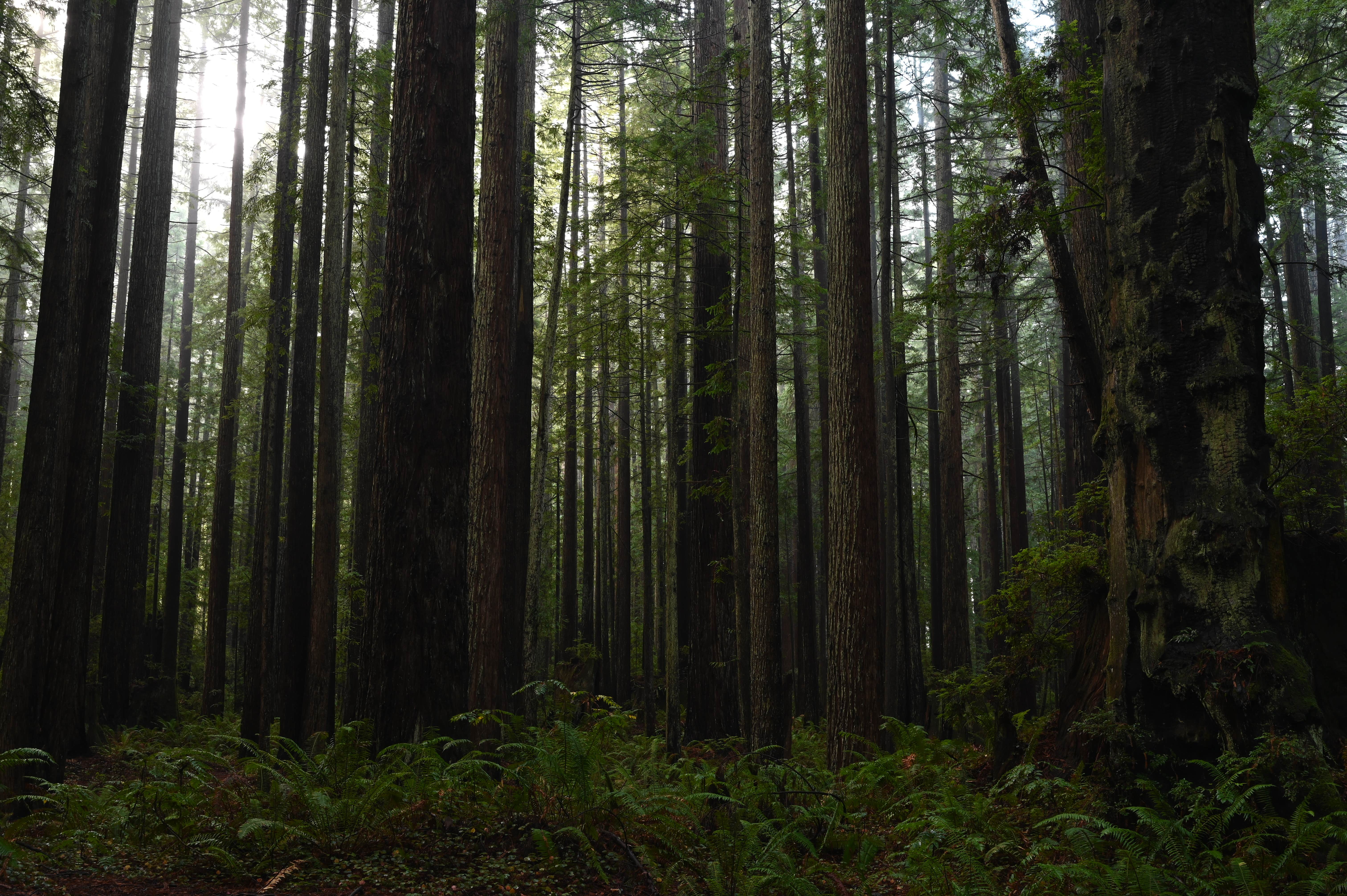 Camper-submitted photo at Florence Keller Regional Park near Klamath, CA