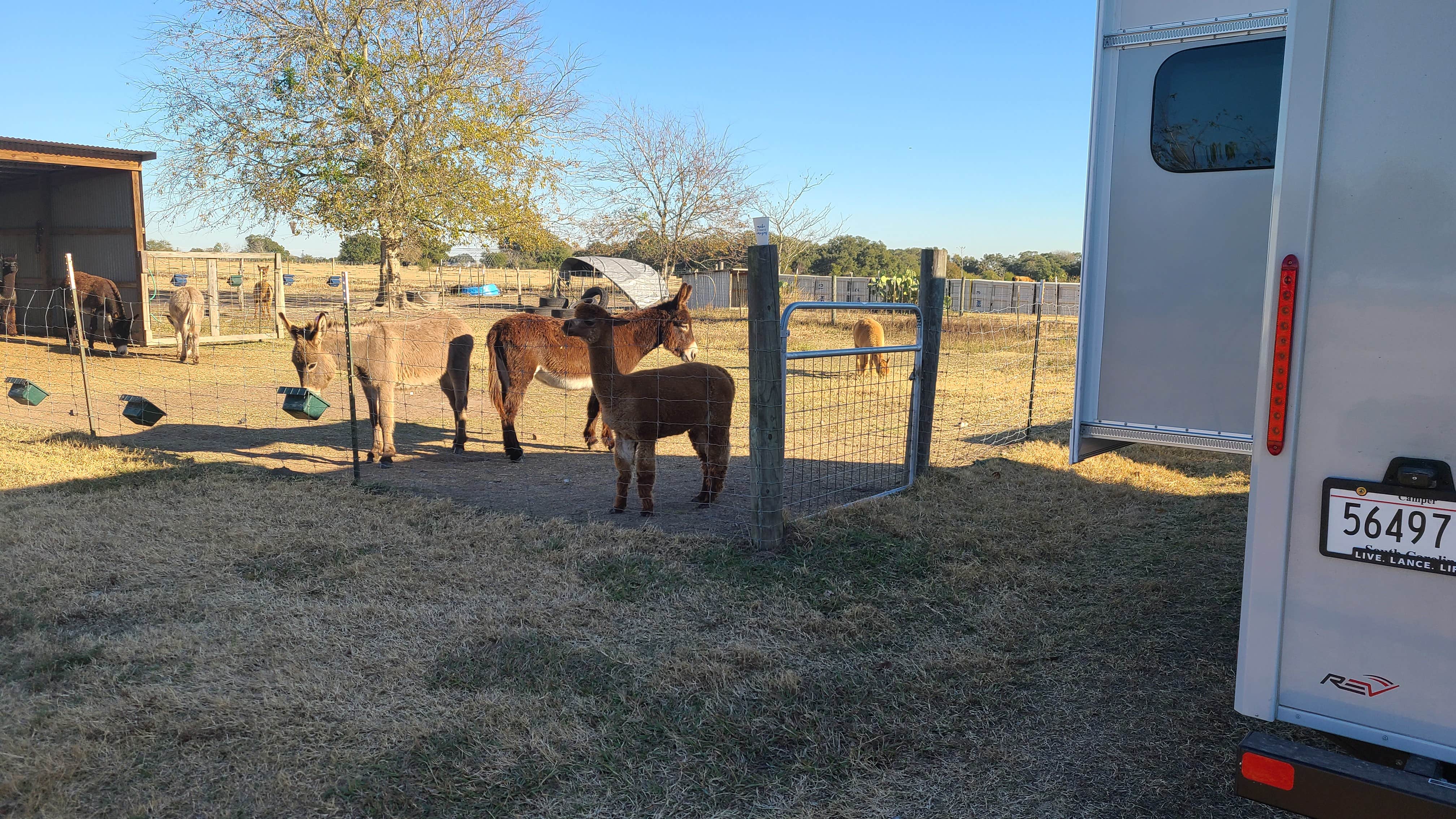 Camper-submitted photo at Blue Mule Winery near Fayetteville, TX