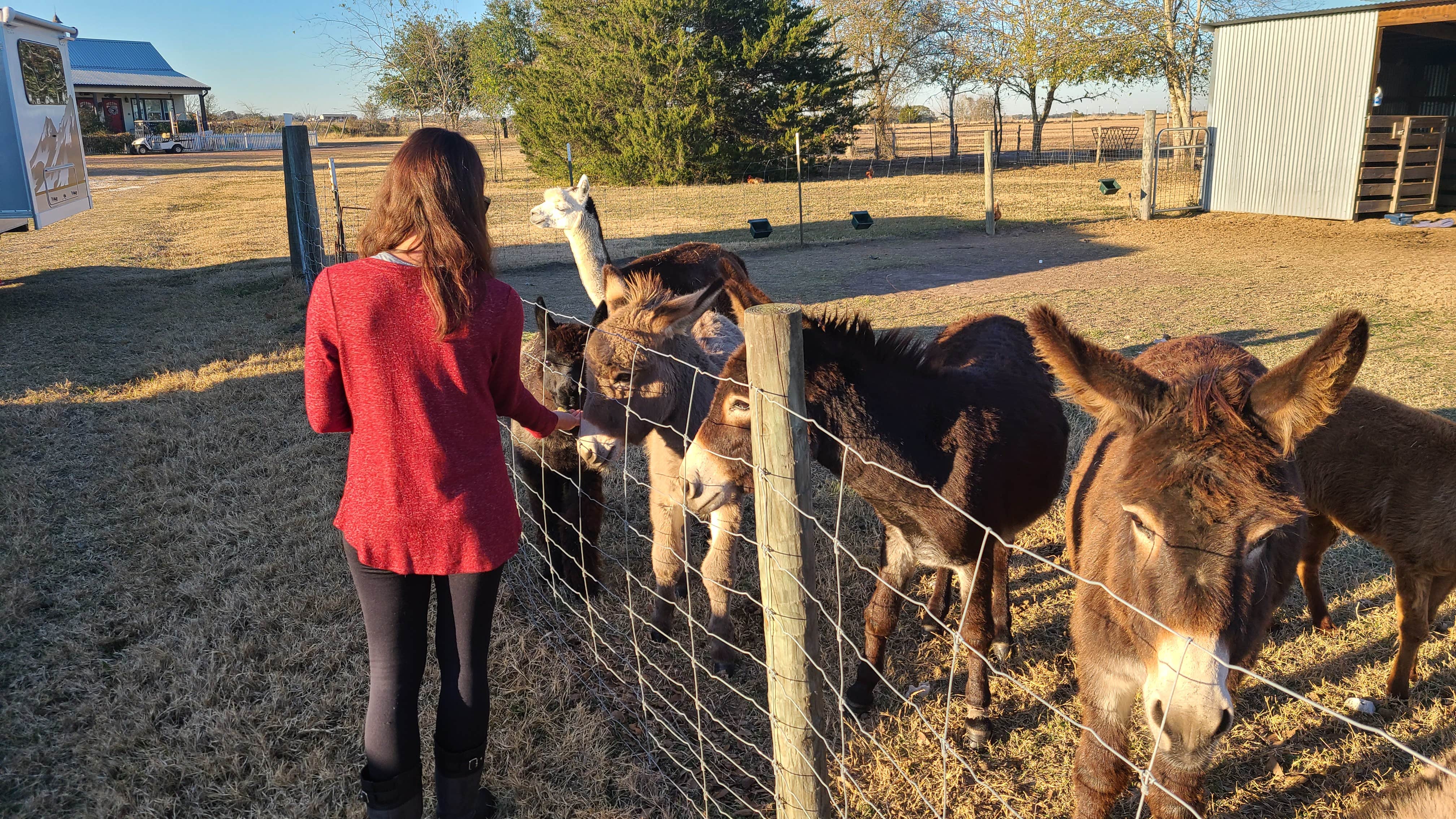 Camper-submitted photo at Blue Mule Winery near Fayetteville, TX