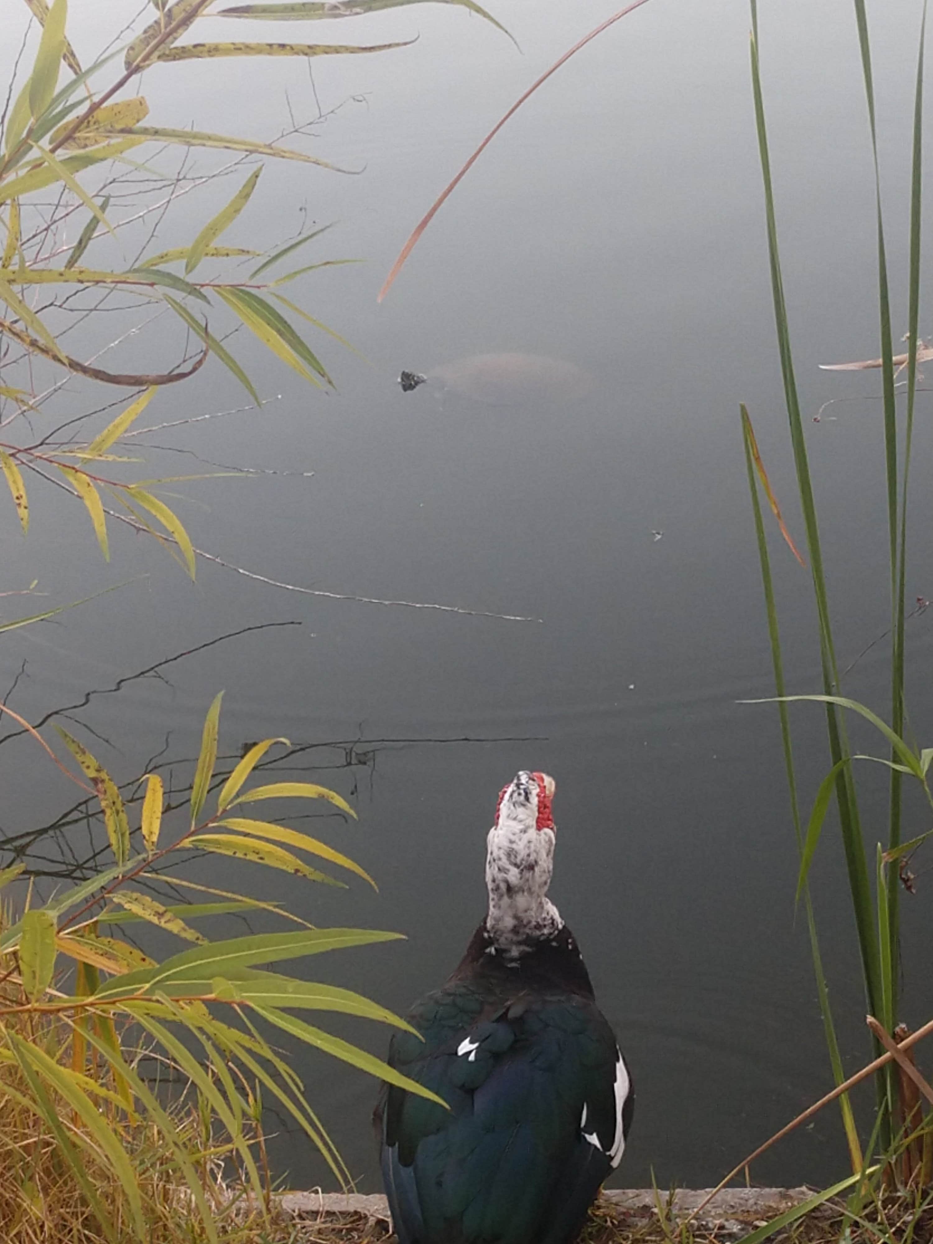 Camping near Encore Topics: Cody's RV Park, Weeki Wachee, Florida