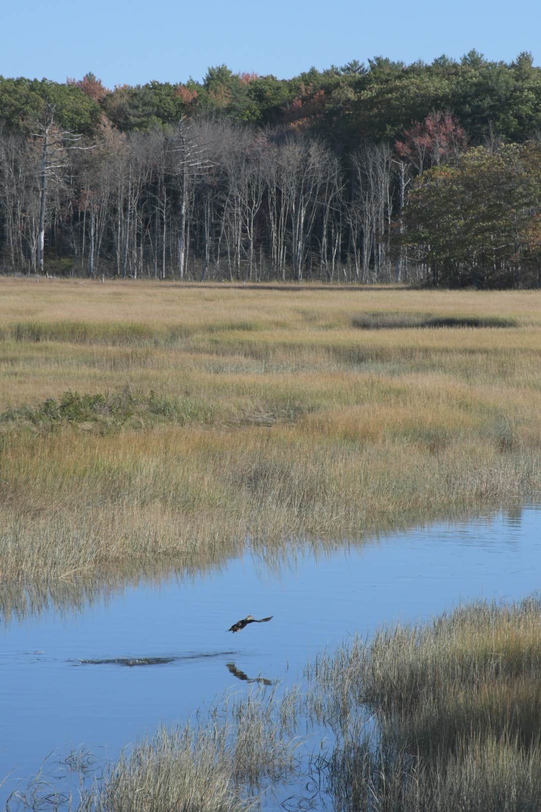 Camper-submitted photo at Wild Duck Adult Campground & RV Park near Shapleigh, ME