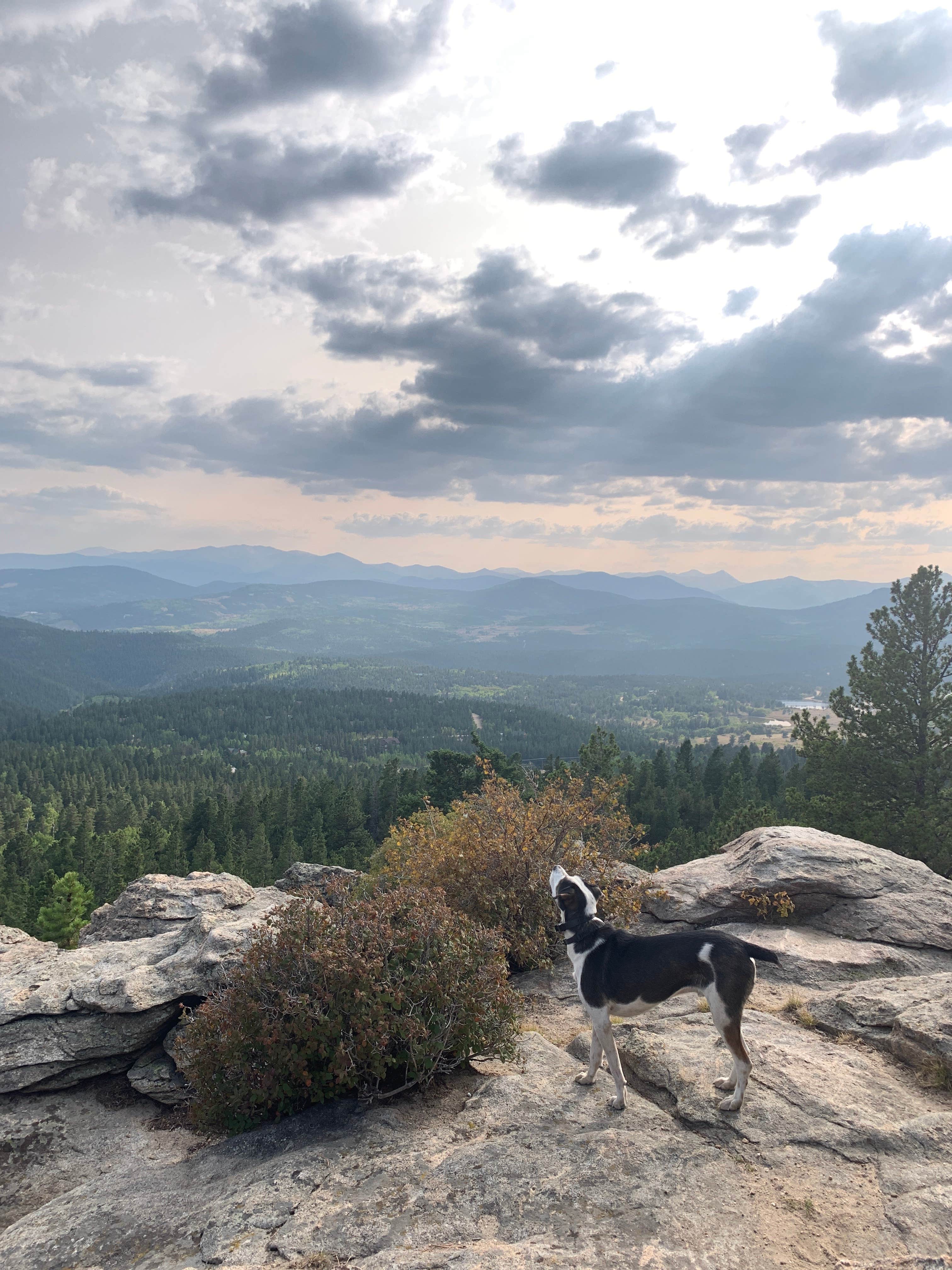 Kiley S.'s photo of camping with pets at Cold Springs - Arapaho Roosevelt Nf (CO) near Idledale, CO