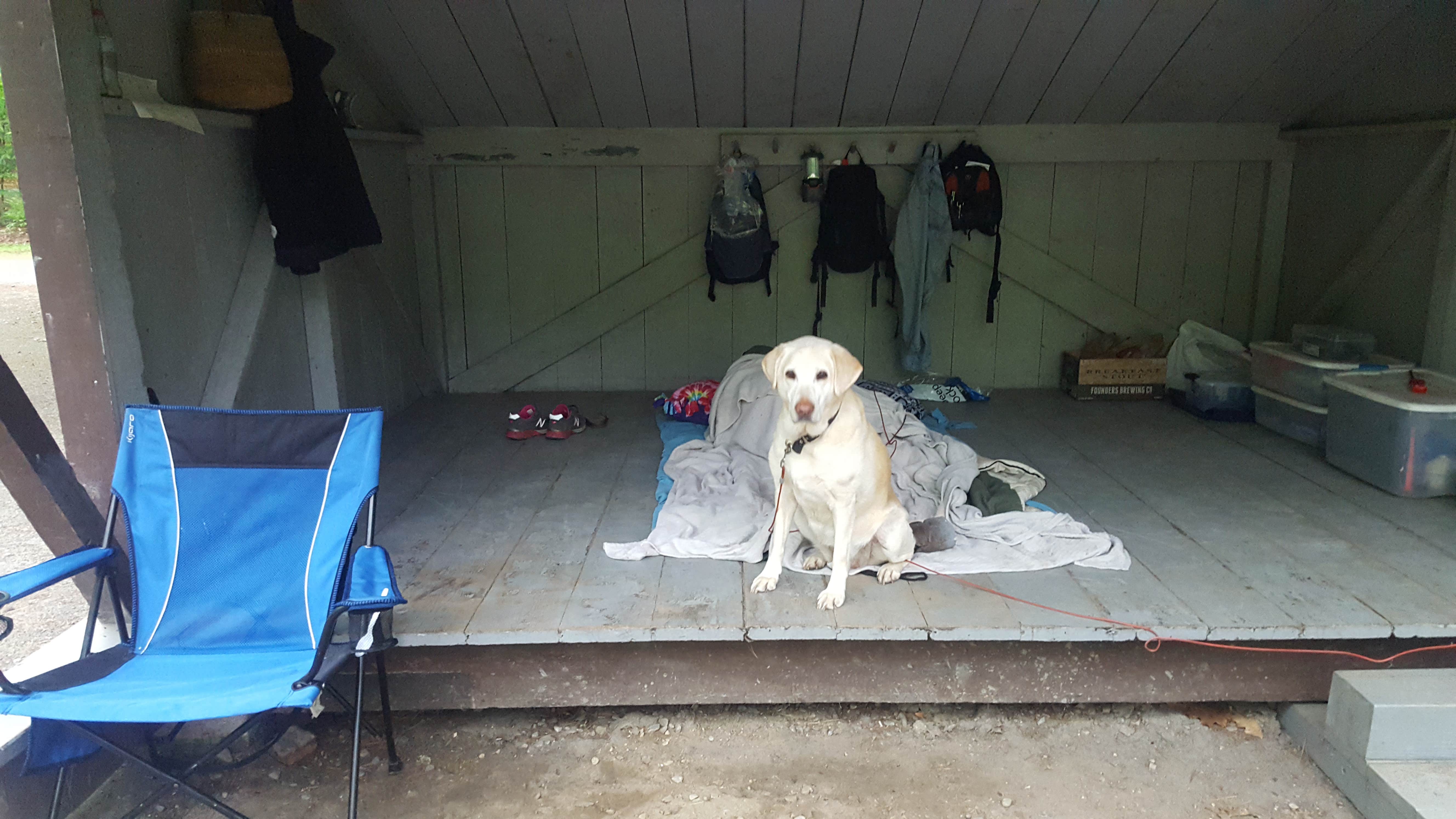 M.A.D. P.'s photo of camping with pets at Jamaica State Park Campground near Townshend Lake
