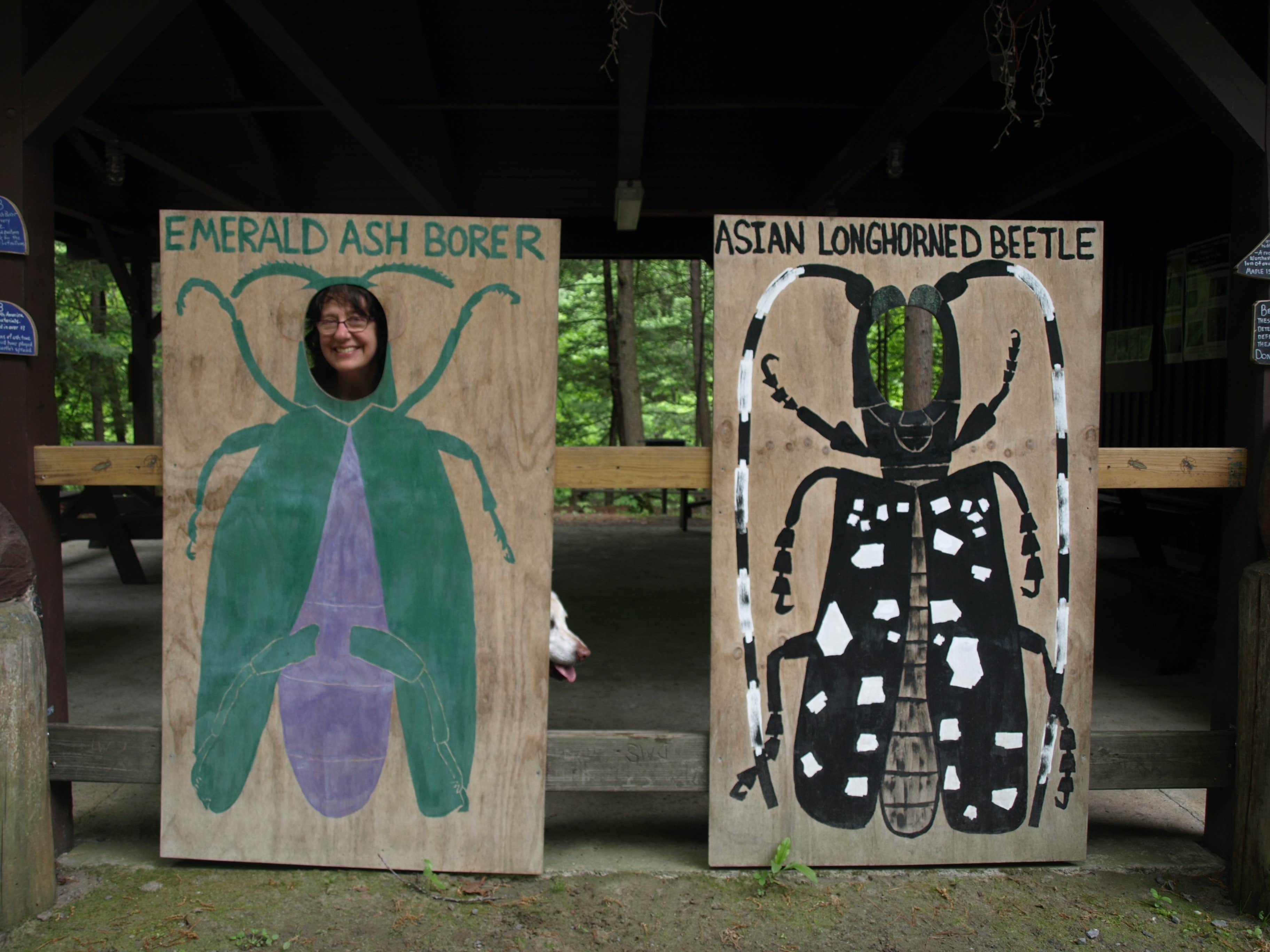 Camper-submitted photo at Jamaica State Park Campground near Whately, MA
