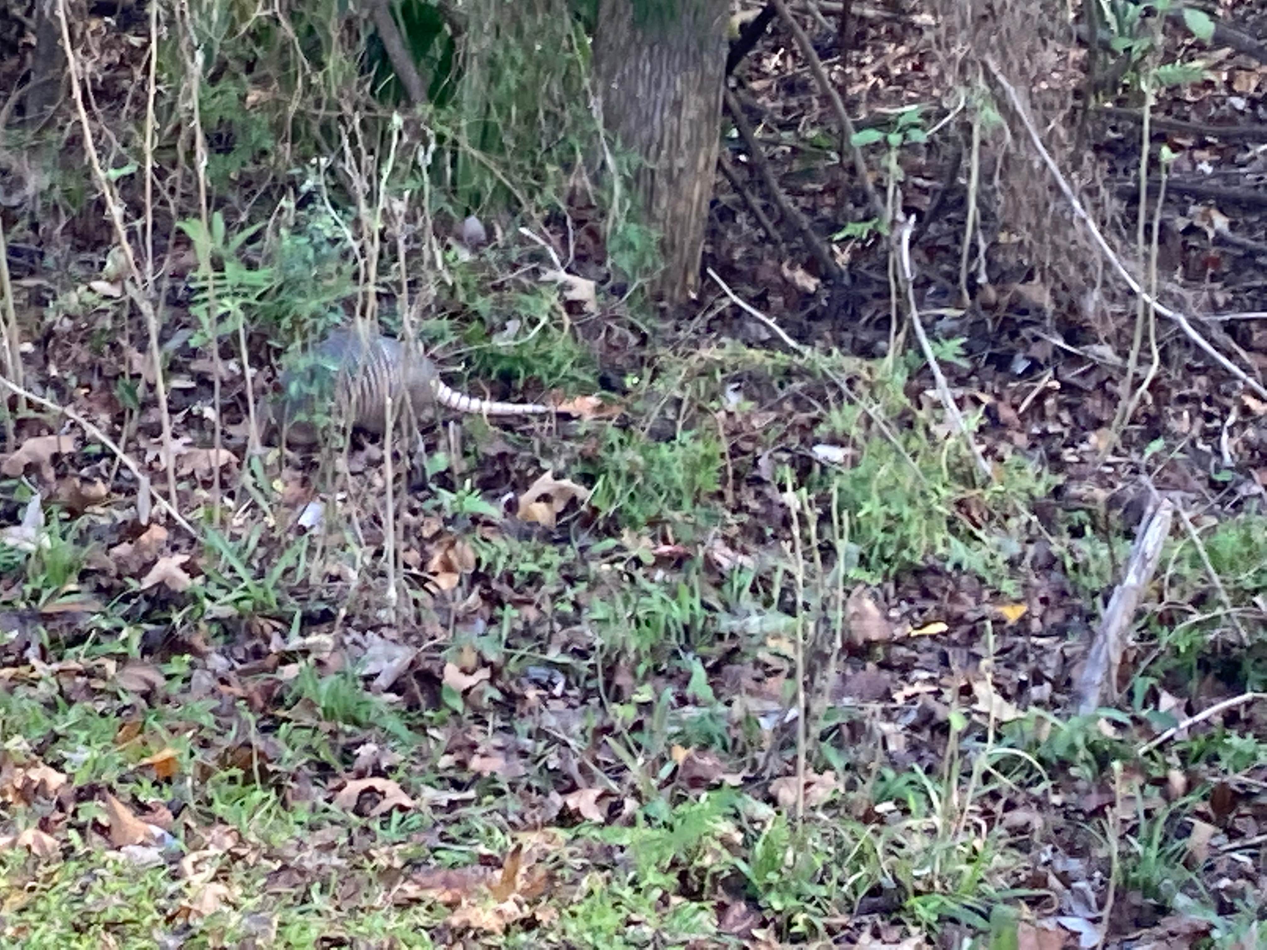 Camping near Betty's RV Park: Palmetto Island State Park Campground, Abbeville, Louisiana
