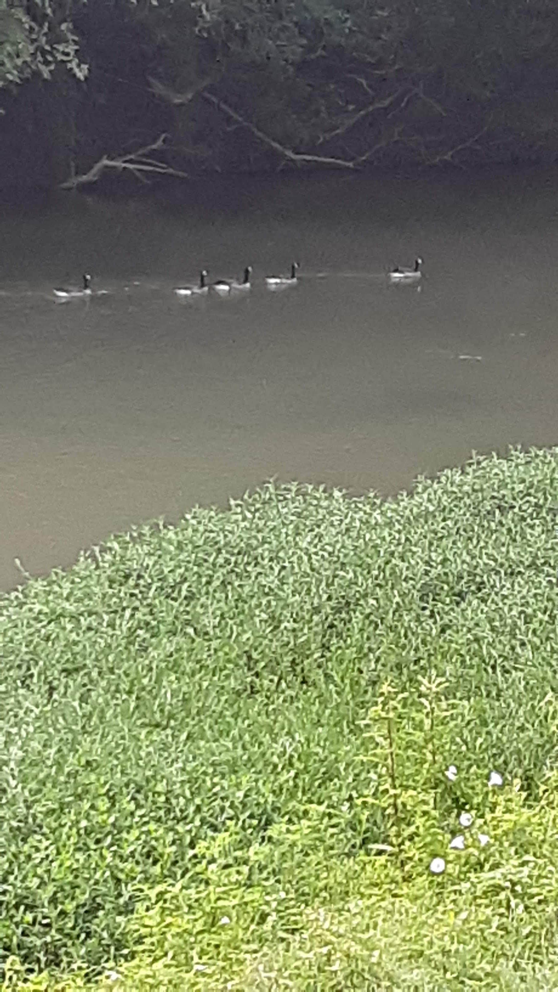 Camper-submitted photo at Big Wills Creek Campground and Tubing near Choccolocco, AL