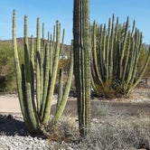 Review photo of Twin Peaks Campground — Organ Pipe Cactus National Monument by Larry B., December 21, 2020