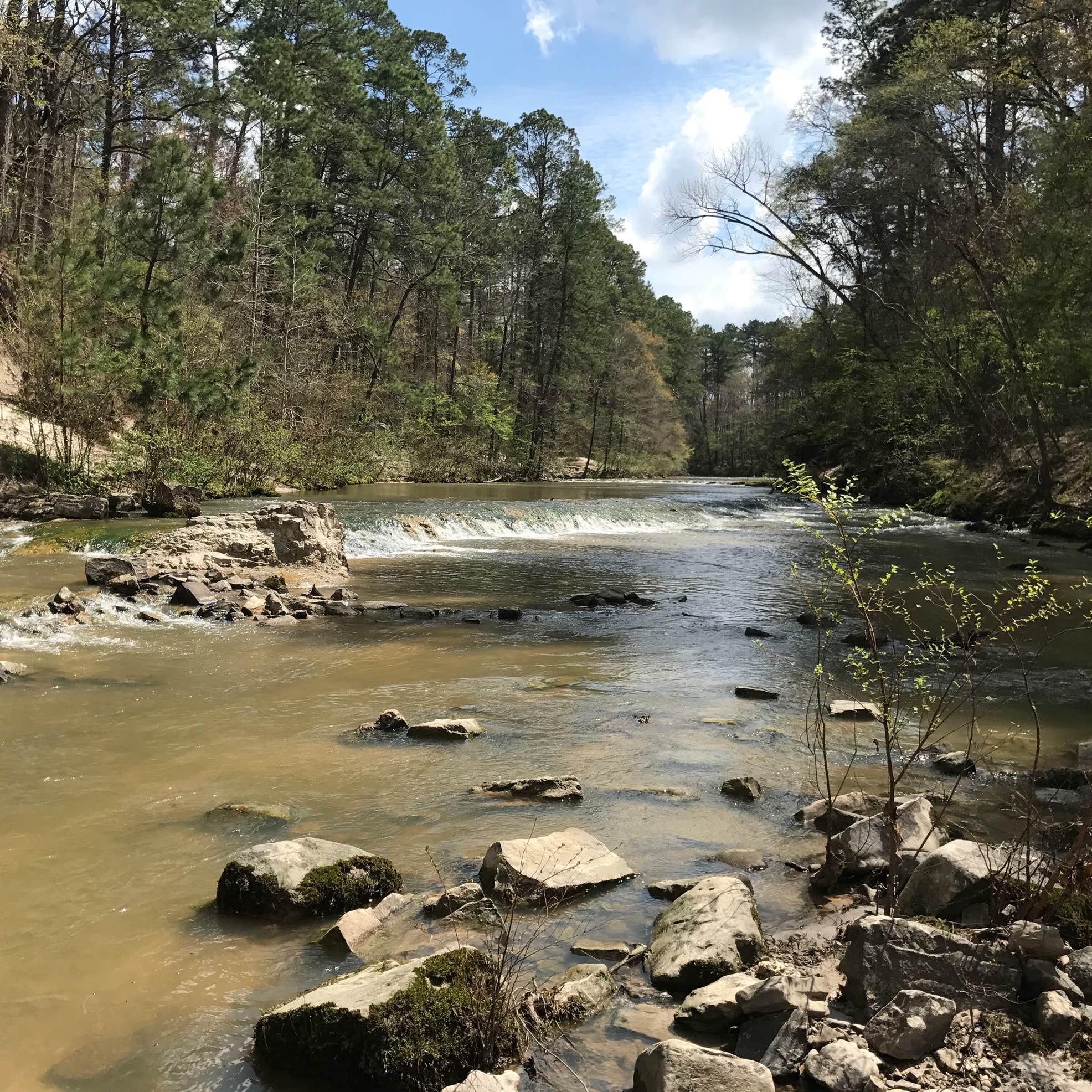 Kisatchie Bayou NF Campground - Temporarily Closed Camping | The Dyrt