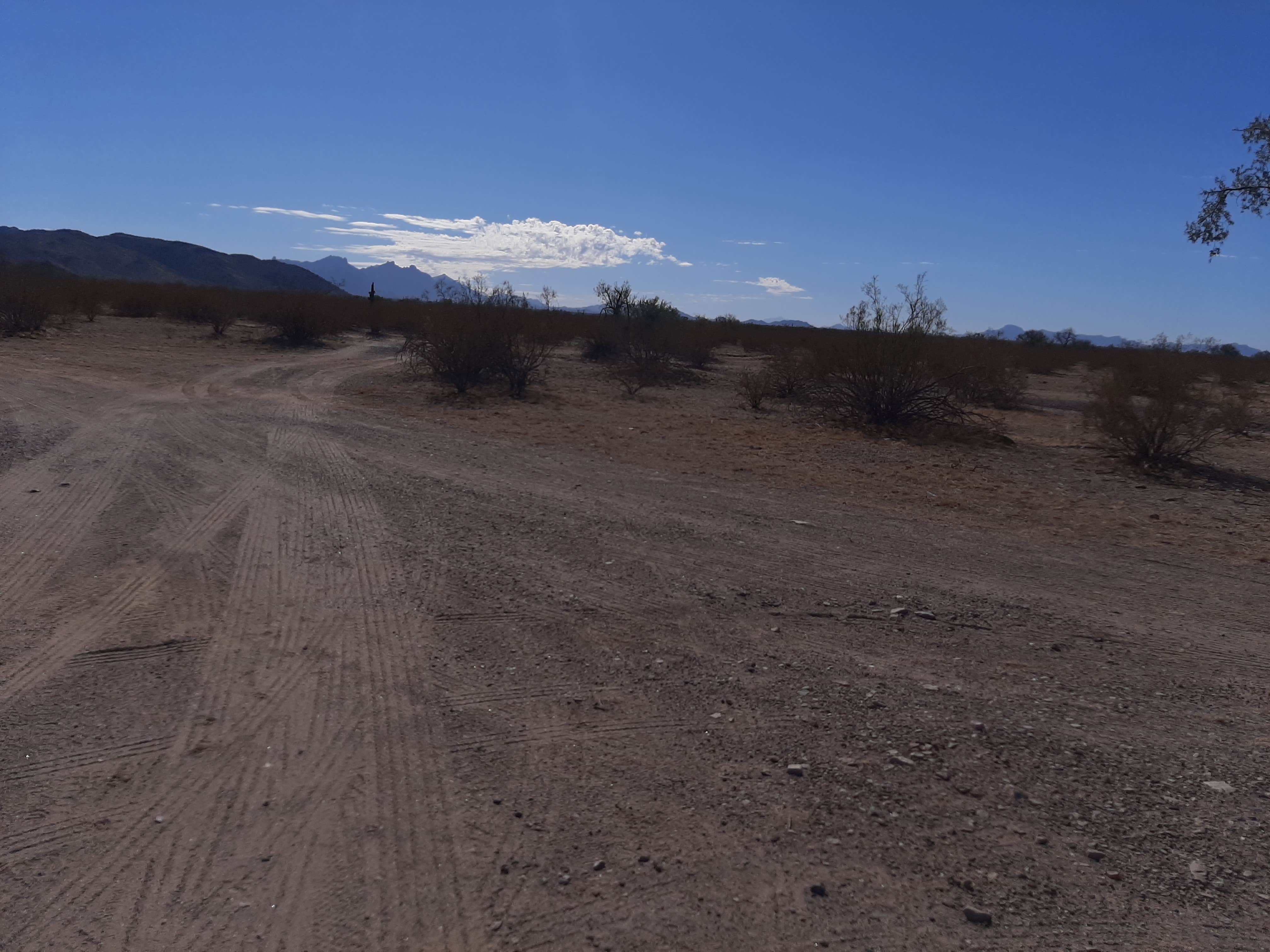 Camper-submitted photo at Gunsight Wash BLM Dispersed camping area near Ajo, AZ
