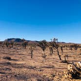 Review photo of Mojave National Preserve Black Canyon Equestrian and Group Campground — Mojave National Preserve by Luis R., December 21, 2020