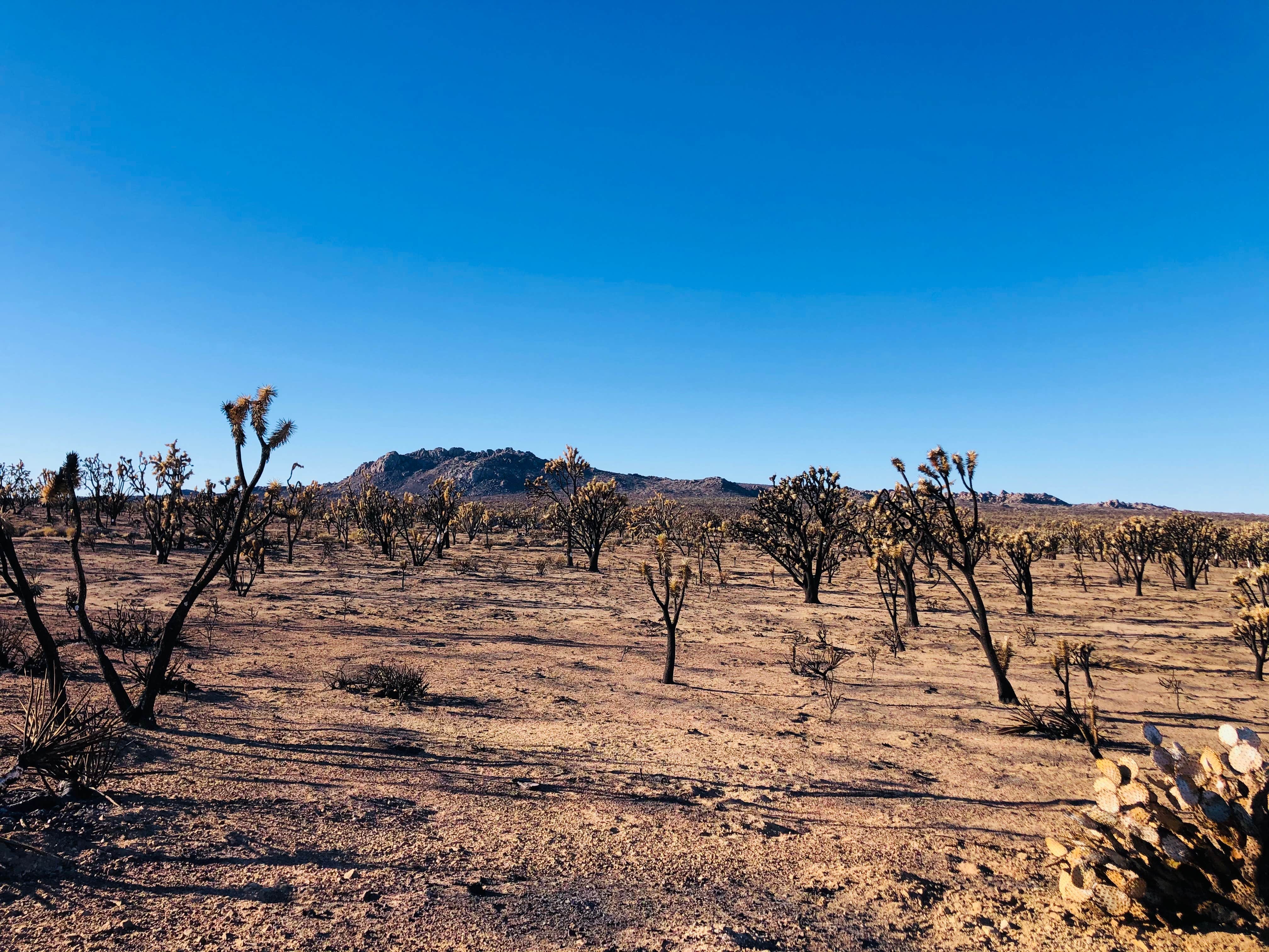 Camper submitted image from Mojave National Preserve Black Canyon Equestrian and Group Campground — Mojave National Preserve - 5