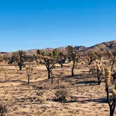 Review photo of Mojave National Preserve Black Canyon Equestrian and Group Campground — Mojave National Preserve by Luis R., December 21, 2020