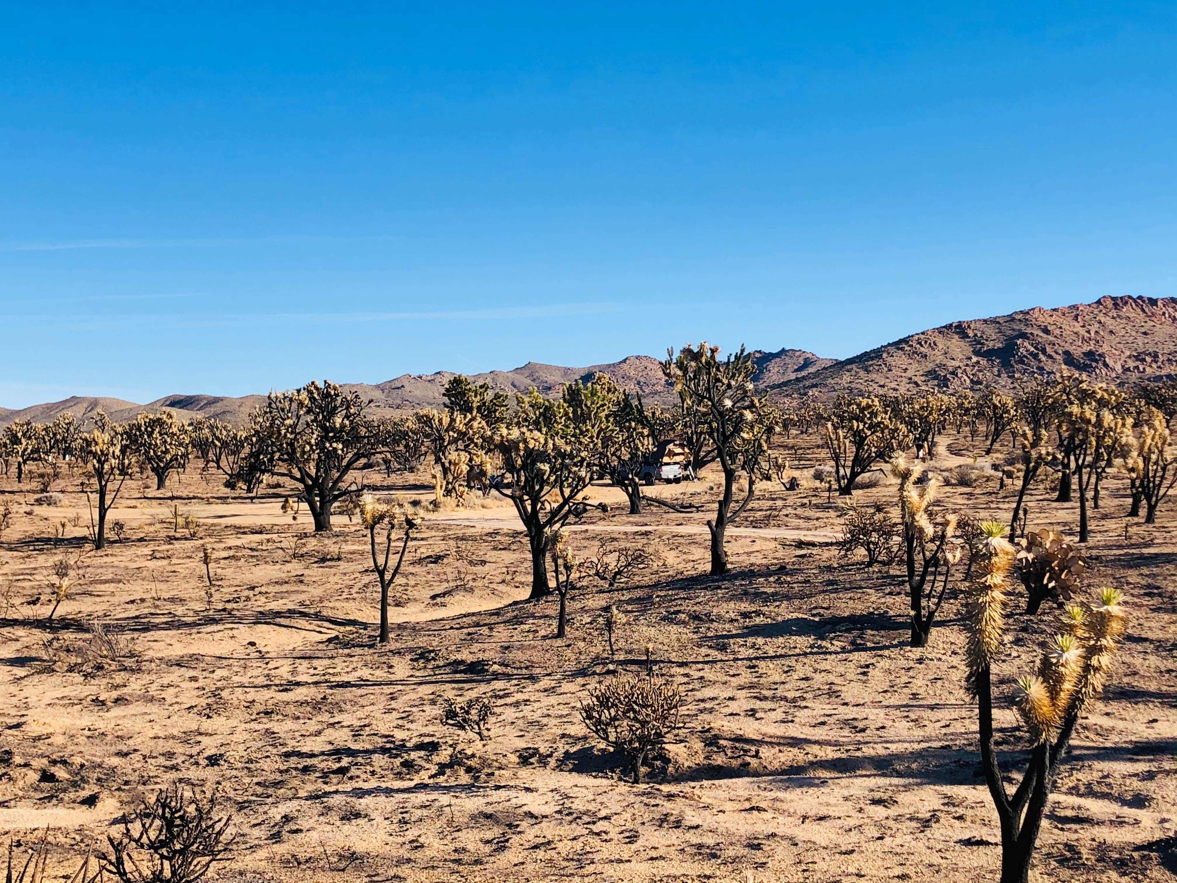 Camper submitted image from Mojave National Preserve Black Canyon Equestrian and Group Campground — Mojave National Preserve - 2