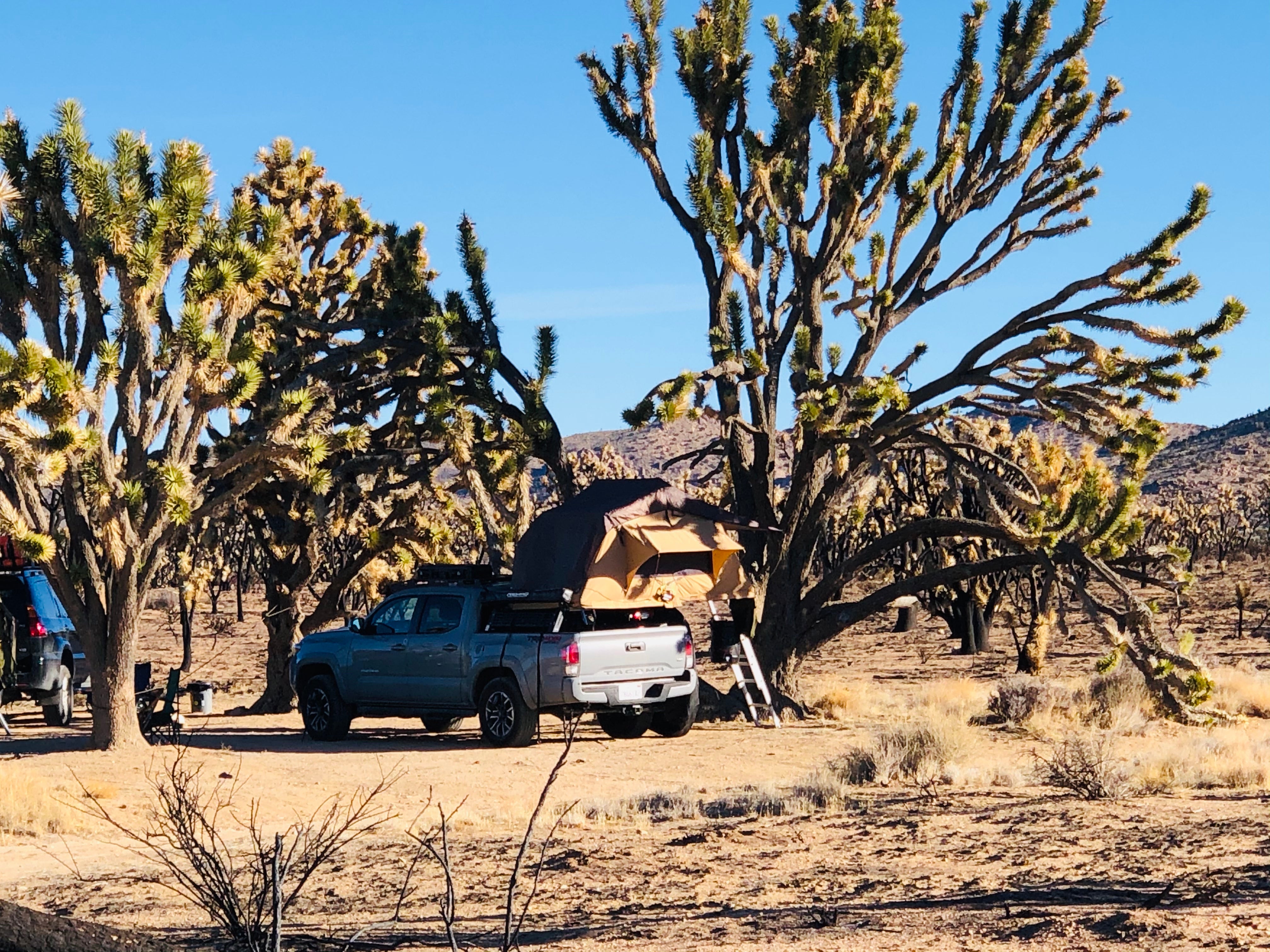Camper submitted image from Mojave National Preserve Black Canyon Equestrian and Group Campground — Mojave National Preserve - 4