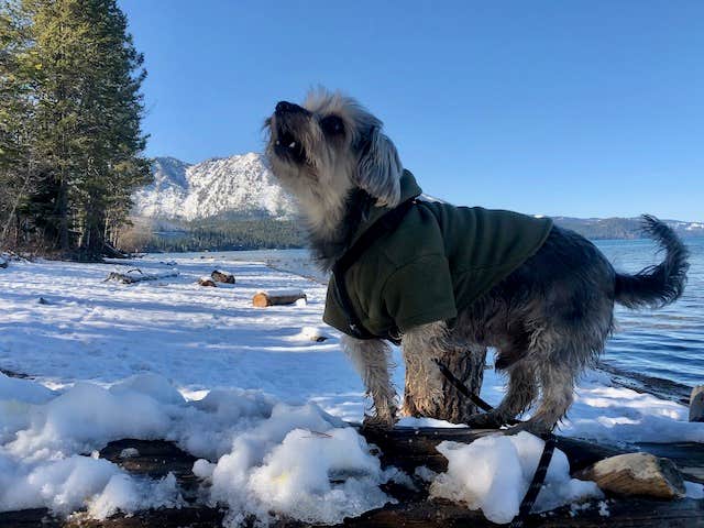 Randy J.'s photo of camping with pets at Tahoe Valley Campground near South Lake Tahoe, CA