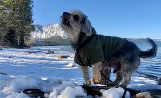 Randy J.'s photo of camping with pets at Tahoe Valley Campground near South Lake Tahoe, CA