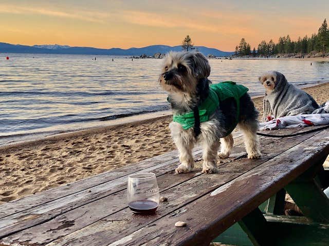 Randy J.'s photo of camping with pets at Tahoe Valley Campground near Kit Carson, CA