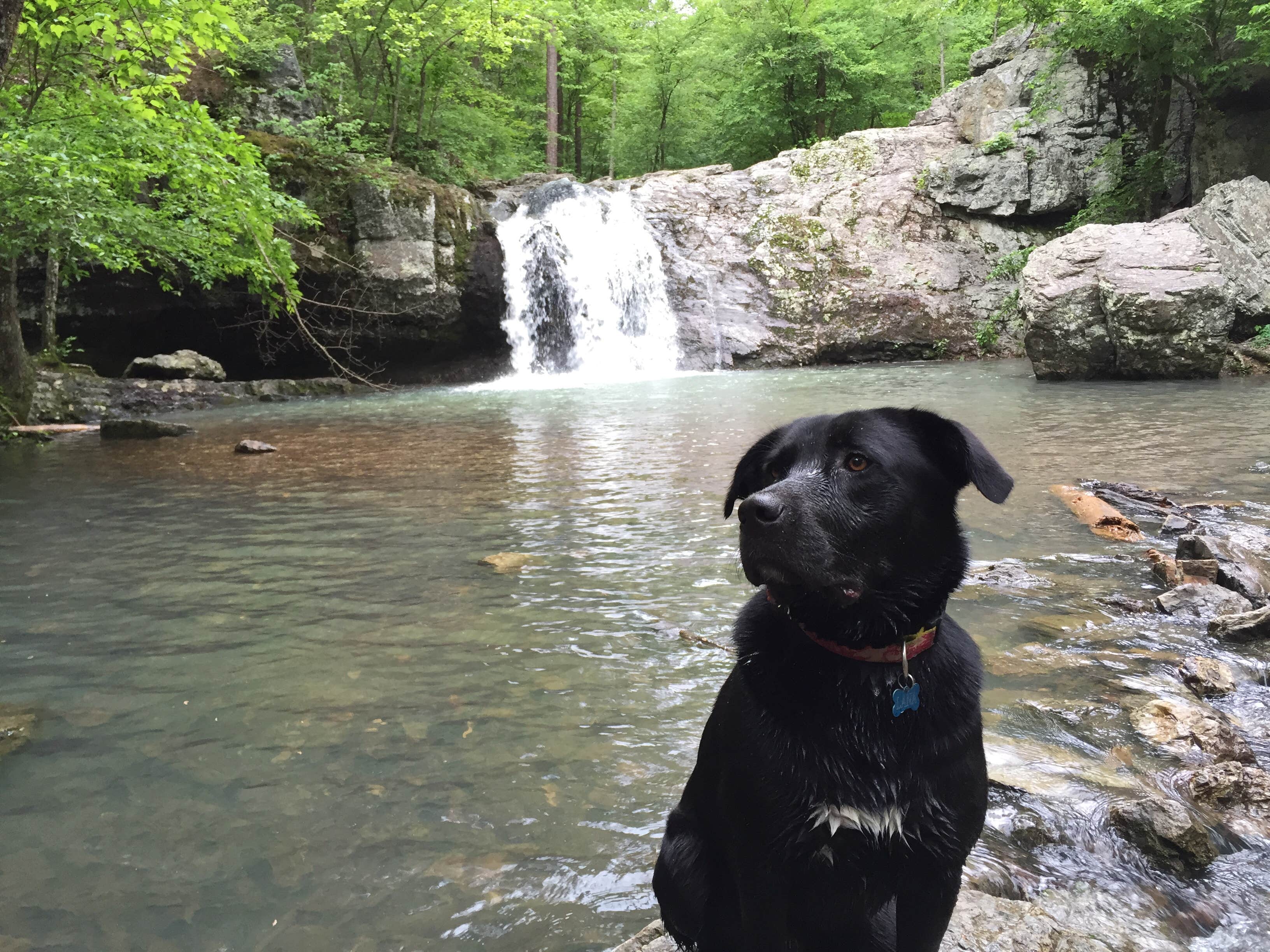 Kayli M.'s photo of camping with pets at Lake Catherine State Park Campground near Jones Mill, AR