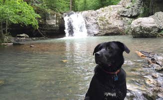 Kayli M.'s photo of camping with pets at Lake Catherine State Park Campground near Hot Springs National Park, AR
