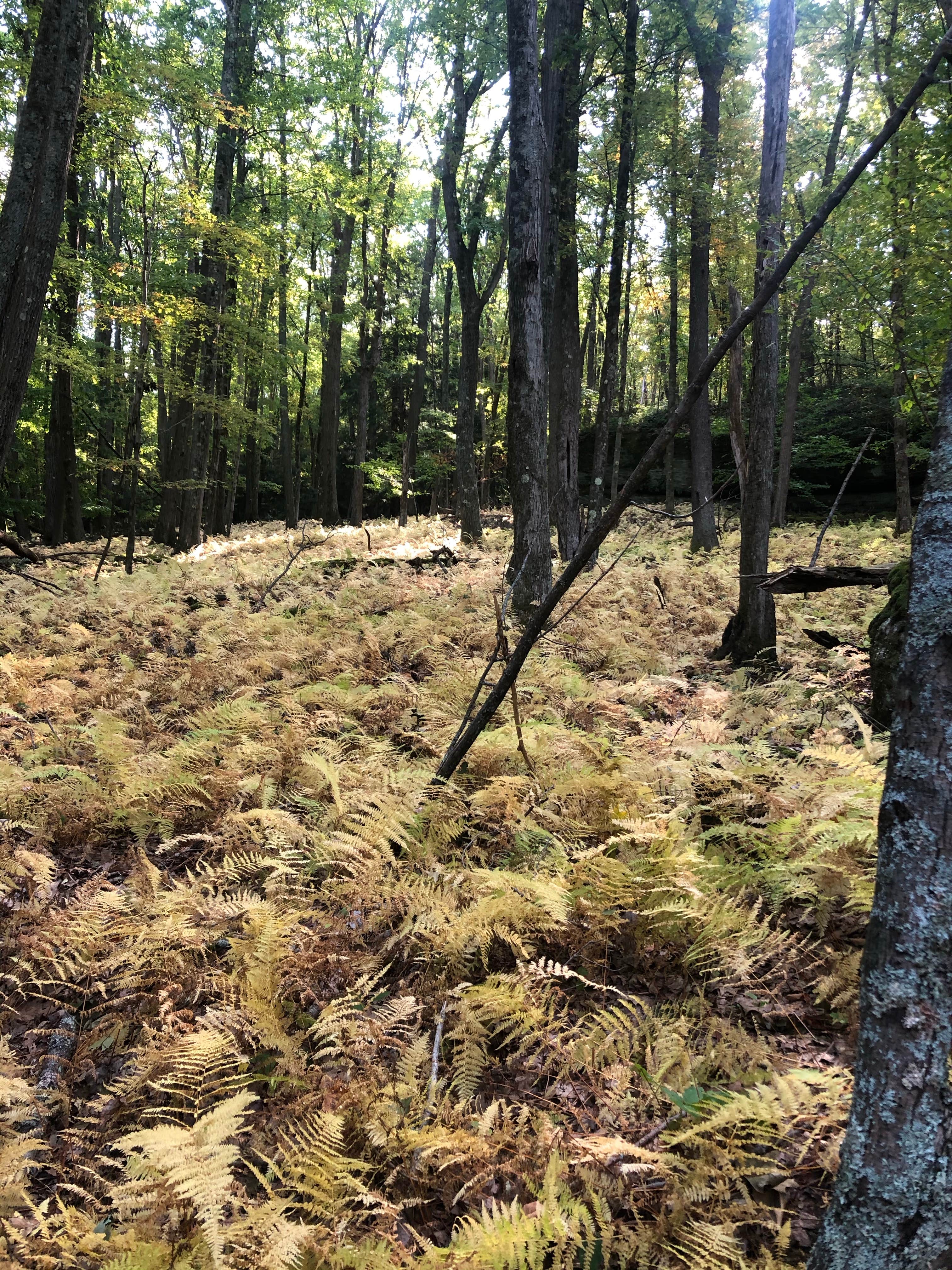 Camper-submitted photo at Morrison Campground near Allegheny National Forest