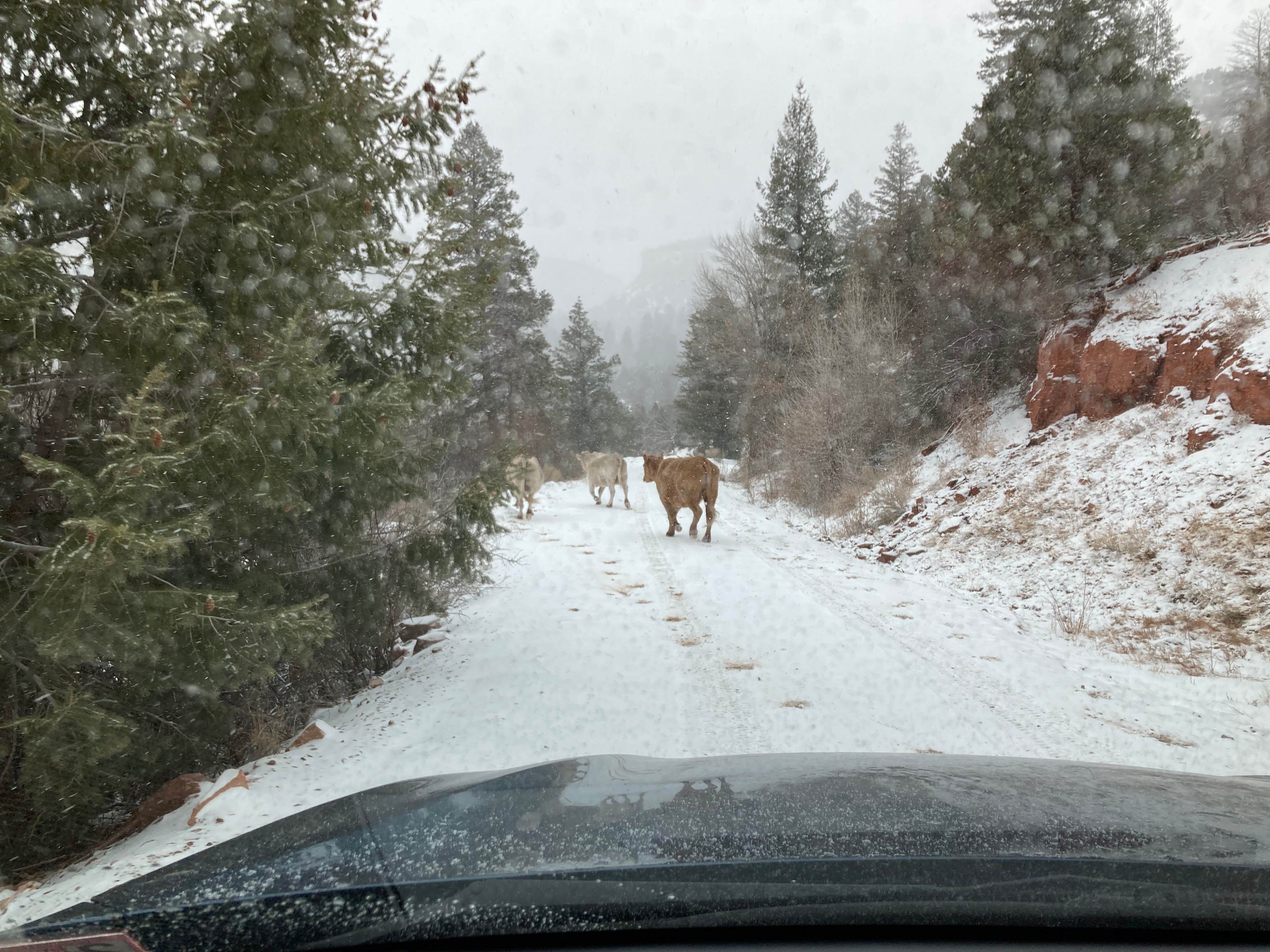 Camper submitted image from Big Dominguez Campground - 1