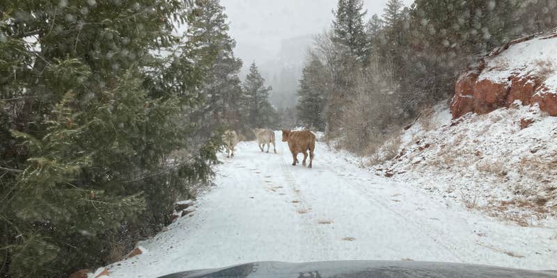 Camper submitted image from Big Dominguez Campground