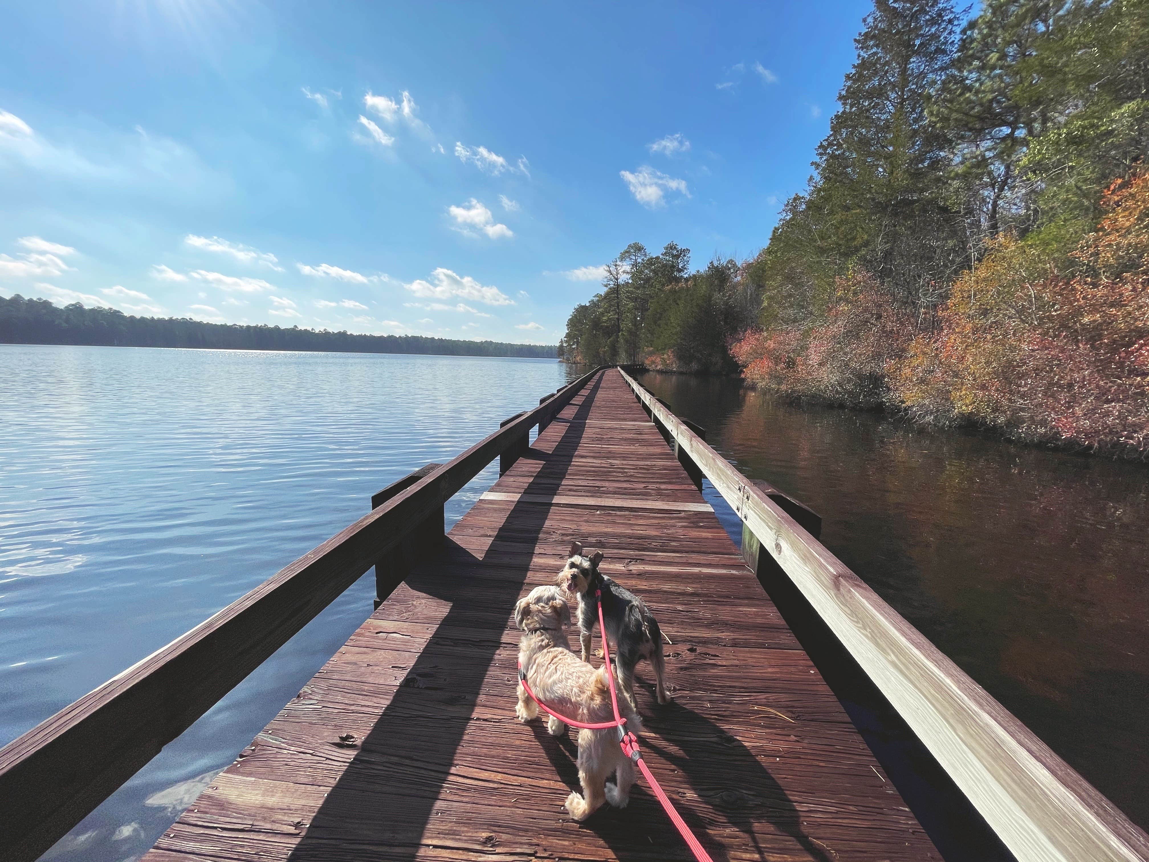 Sara M.'s photo of camping with pets at Cheraw State Park Campground — Cheraw State Park near Hartsville, SC