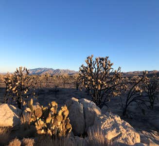 Camper-submitted photo from Mojave Cross Dispersed — Mojave National Preserve