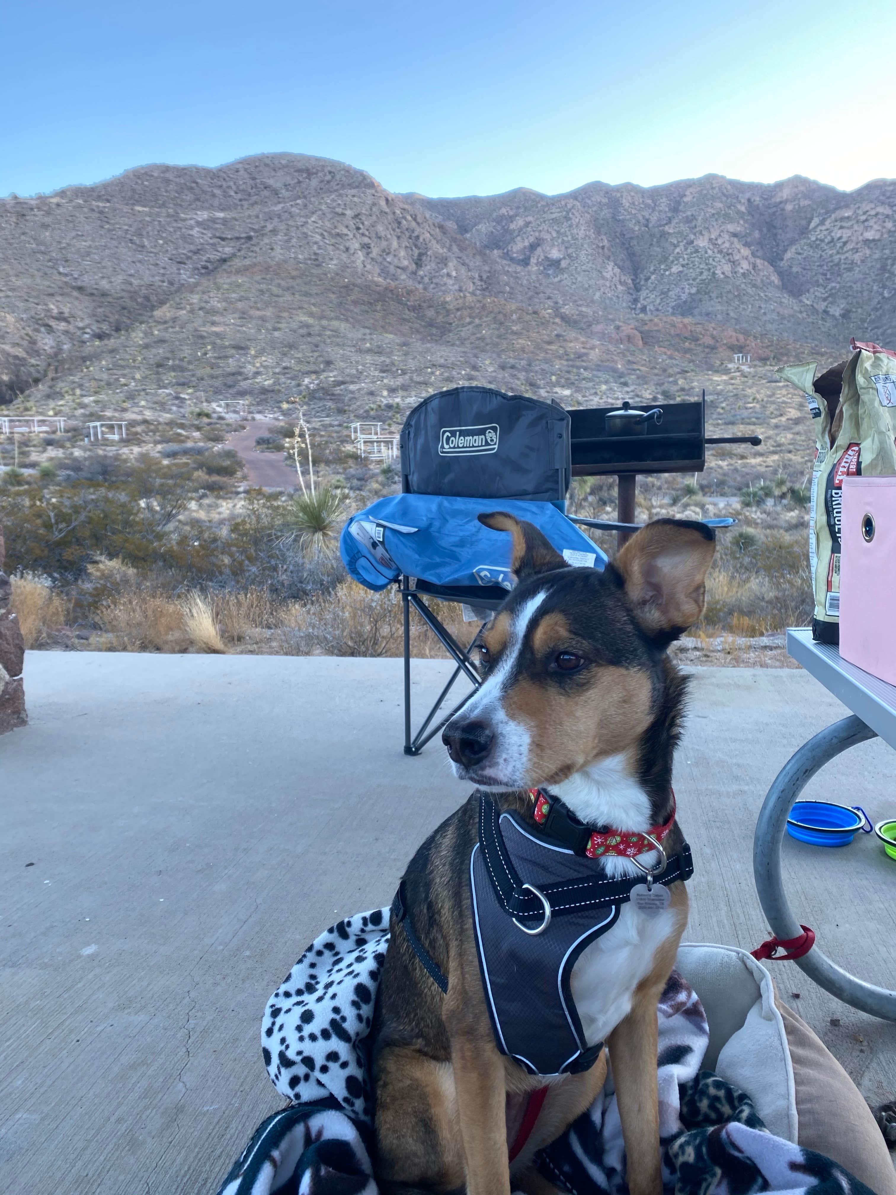 Rebecca O.'s photo of camping with pets at Franklin Mountains State Park Campground near Doña Ana, NM