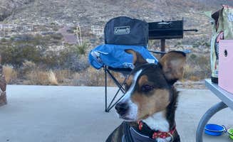 Rebecca O.'s photo of camping with pets at Franklin Mountains State Park Campground near El Paso, TX