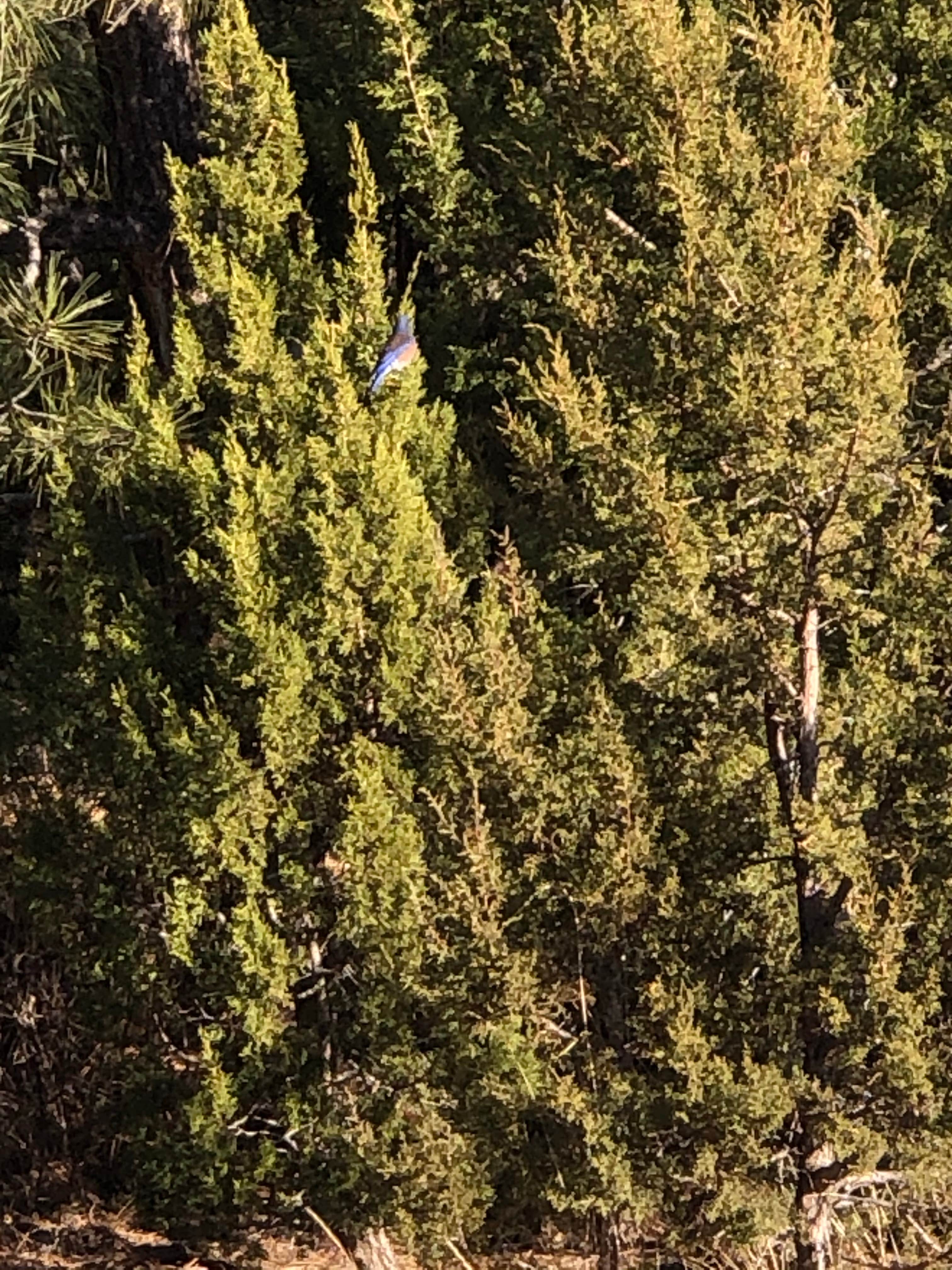 Camper-submitted photo at Fool Hollow Lake Recreation Area Campground near McNary, AZ