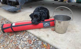 Patience W.'s photo of camping with pets at Rifrafters Campground near New River Gorge National River