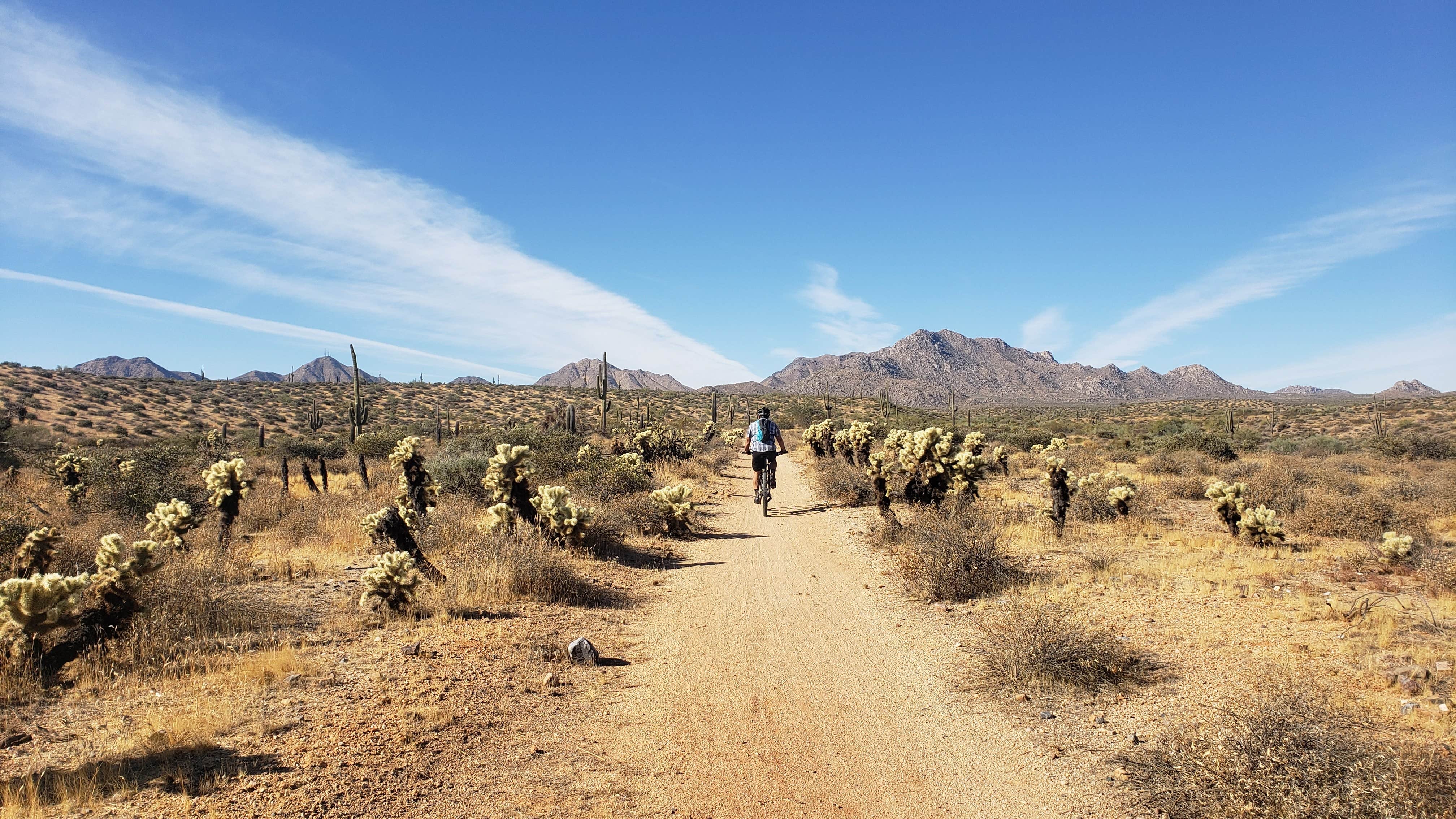 Camper submitted image from McDowell Mountain Regional Park - 4