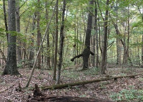 O'Bannon Woods State Park