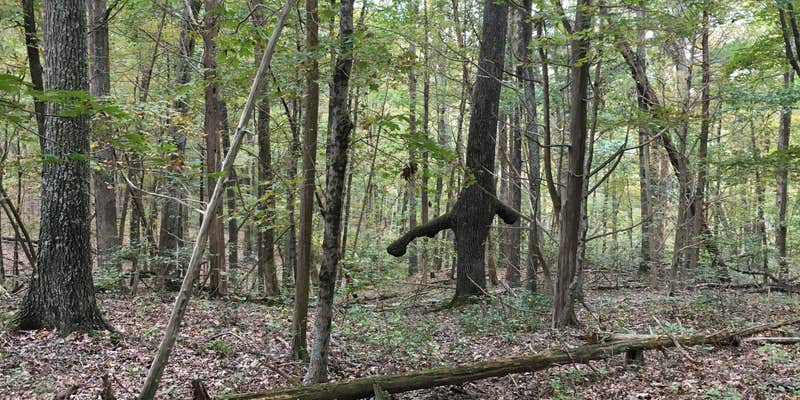 Camper submitted image from O'Bannon Woods State Park Campground